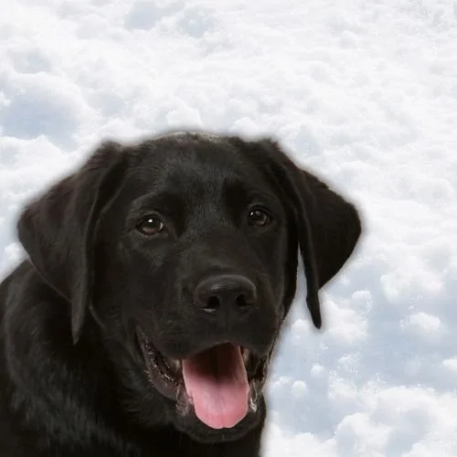 Lindsey Vonn Shares Heartbreaking News About Her Beloved Dog Just After Her Olympic Crash