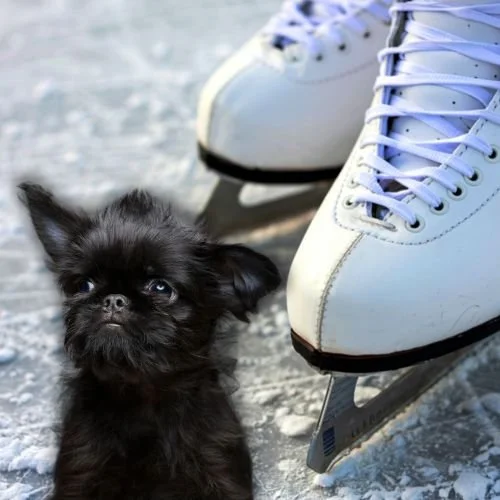 Meet Team USA’s Figure Skaters and Their Adorable Pets