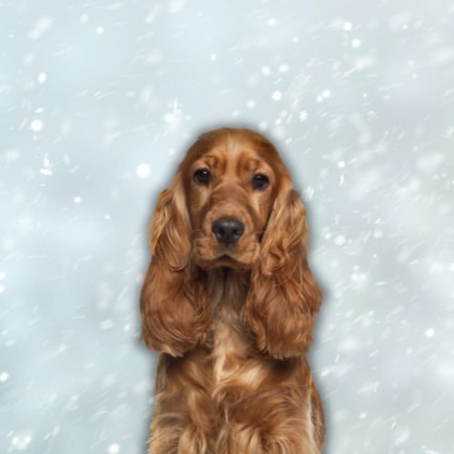 Lindsey Vonn Finds Comfort With Dog Chance After Heartbreaking Loss