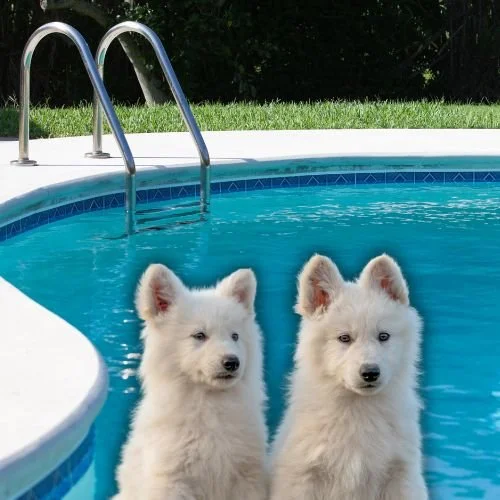 Are Kyle Cooke and Amanda Batula Still Co-Parenting Their Dogs Amid ‘Summer House’ Drama?