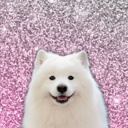 Did Taylor Swift and Travis Kelce Secretly Adopt a Dog? Here’s What We Know