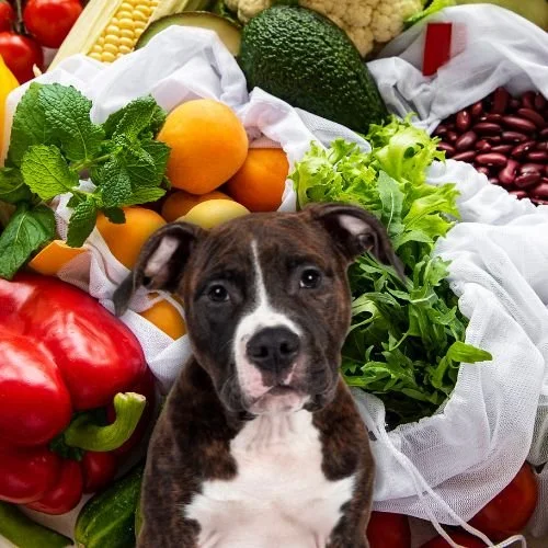 Spring Snacks for You and Your Pup: Dog-Friendly Veggies to Try