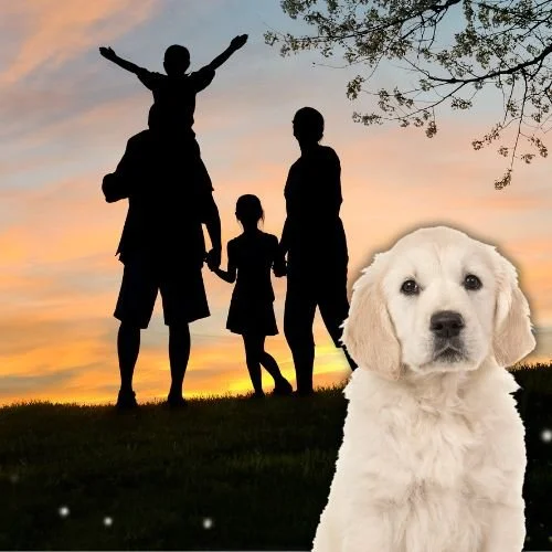 5 Kid-Friendly Dog Breeds That Make Perfect Family Companions