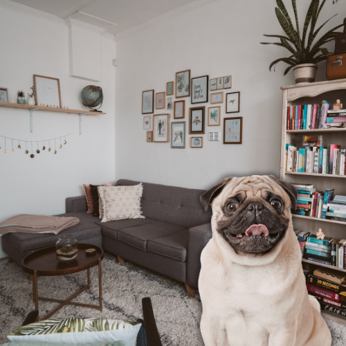 How Long Is Too Long to Leave Your Dog Alone? What to Know Before You Go