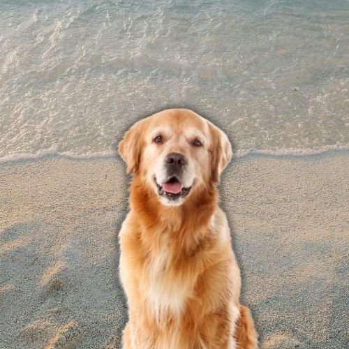 RHOC’s Shannon Beador Shares Sad News About Beloved Dog Archie as Bravo Stars Show Support RHOC’s Shannon Beador Shares Sad News About Beloved Dog Archie as Bravo Stars Show Support