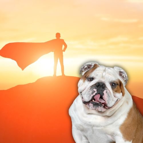 What ‘The Boys’ Fans Need to Know About the Beloved Dog Who Played Terror