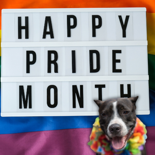 Wag With Pride: The Ultimate Rainbow Collection for Your Four-Legged Best Friend