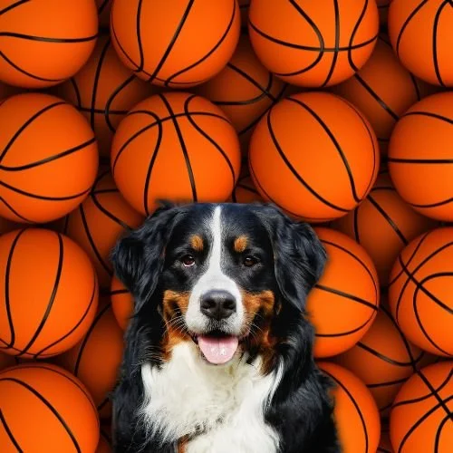 Meet the New York Knicks Players and Their Adorable Dogs