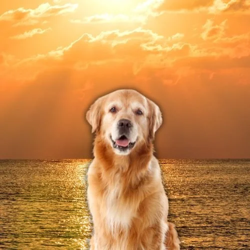 Shannon Beador Shares Emotional Update Following the Death of Beloved Dog Archie