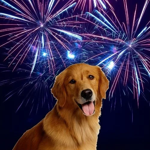 5 Ways to Keep Your Dog Calm During Fourth of July Fireworks 5 Ways to Keep Your Dog Calm During Fourth of July Fireworks