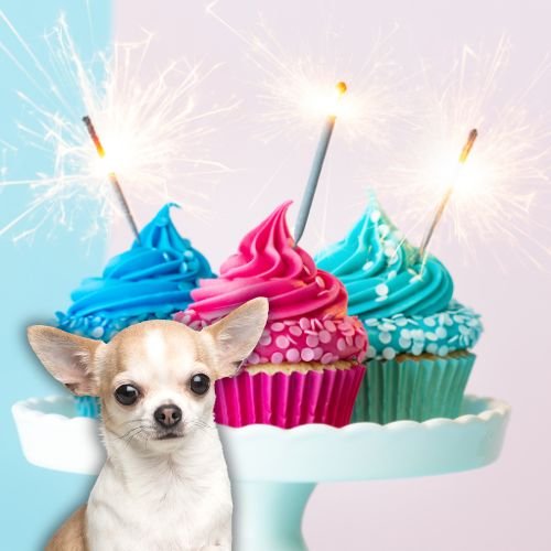 Ariana Grande Celebrates Her Beloved Dog Toulouse’s 13th Birthday With the Sweetest Instagram Tribute