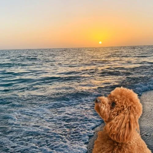 Celebrating 20 Years of 'RHOC': Meet the Season 20 Cast’s Adorable Dogs
