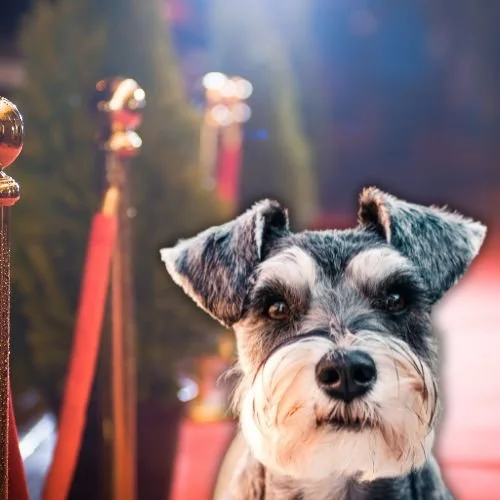 Everything You Need to Know About Tom Holland and Zendaya’s Beloved Dog, Noon