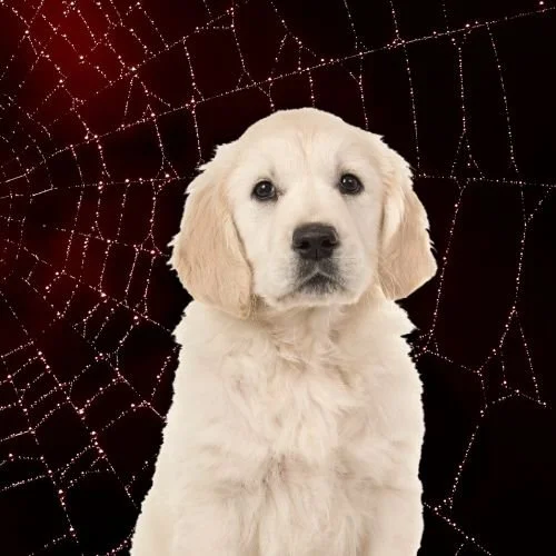 From Zendaya to Tom Holland: The 'Spider-Man: Brand New Day' Cast's Cute Dogs