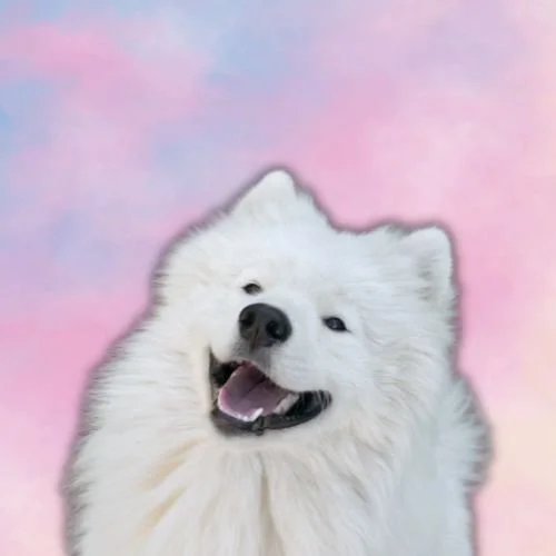 Why Taylor Swift's Rumored Samoyed Is the Perfect Dog for a Lifelong Cat Lady
