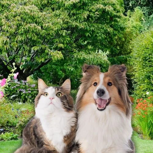 Thinking About Adopting a Cat? Here’s How to Safely Introduce Your New Kitty to Your Dog