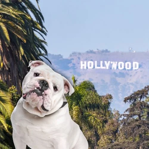 Need a Reason to Love Zendaya and Tom Holland Even More? This Rescue Dog News Might Do It