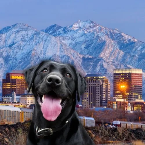 The Cast of 'Real Housewives of Salt Lake City' &amp; Their Adorable Dogs 