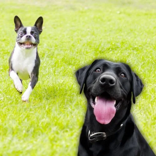 The Best Ways to Celebrate National Dog Day, From Adoption to Spoiling Your Pup