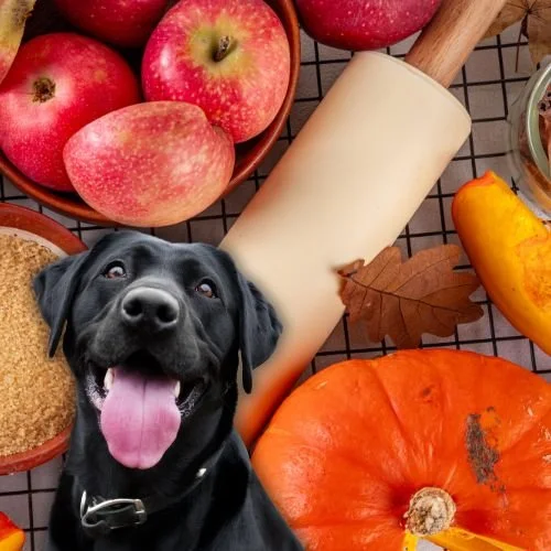 From Pumpkin to Sweet Potato: 7 Fall Foods Dogs Can Safely Eat