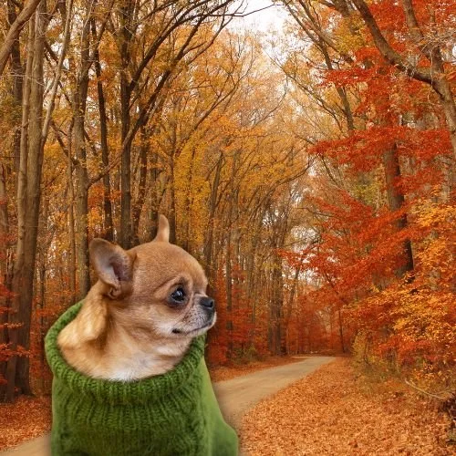 The 8 Cutest Dog Sweaters Your Pup Needs This Fall