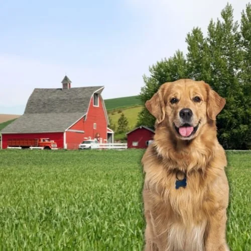 The Stars of 'Smallville' &amp; Their Adorable Dogs 