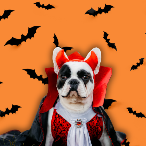  23 Clever DIY Halloween Costumes for Your Dog That Are Anything but Basic