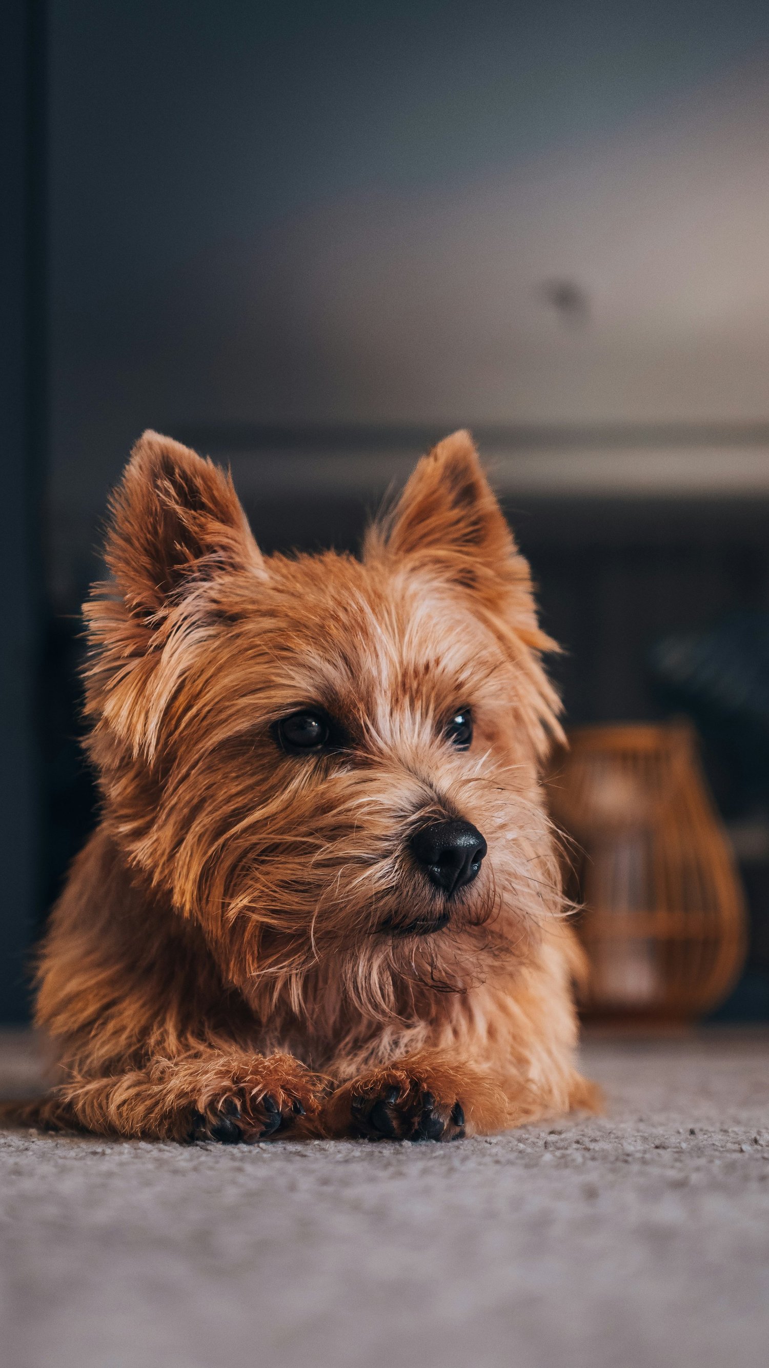 Image result for pet safe working crate designs klein