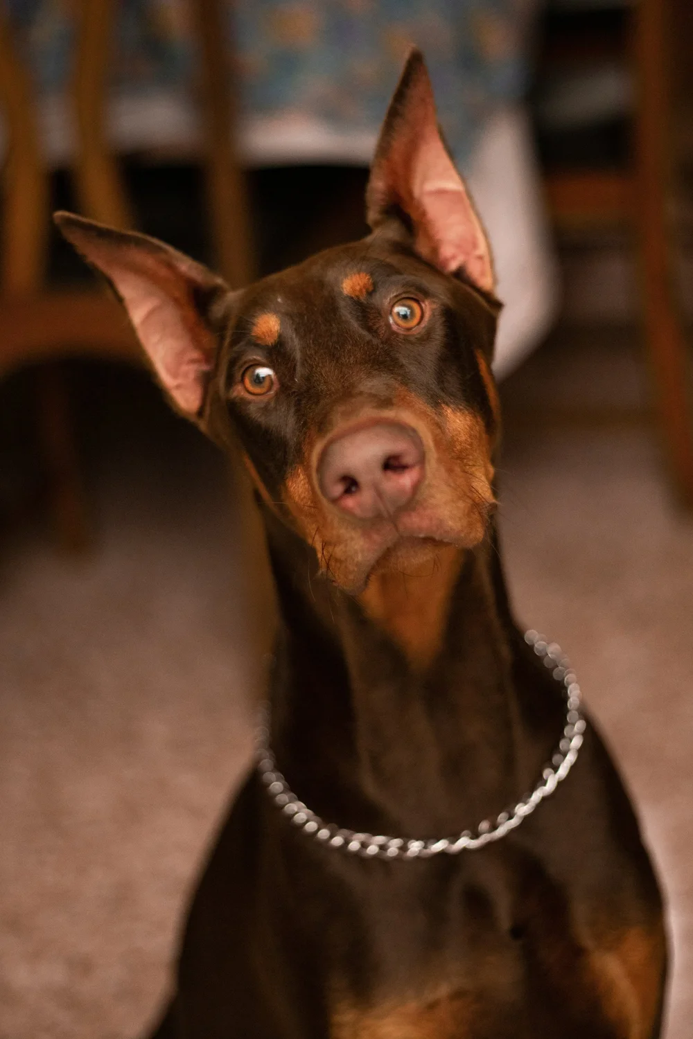 6 Fun Facts About Best in Show Winner Penny the Doberman Pinscher