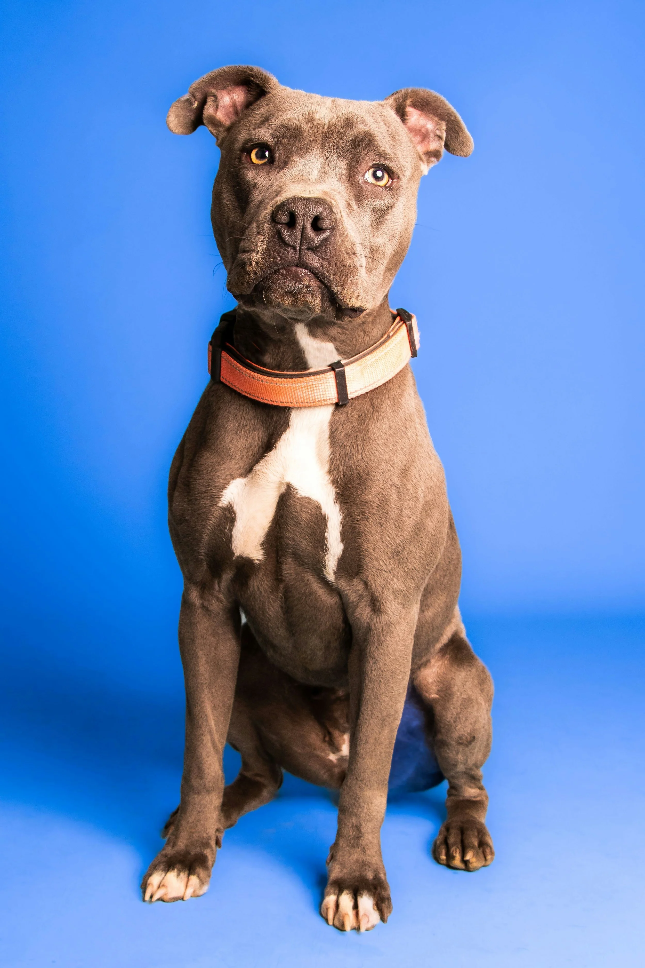 Meet the 'Heated Rivalry' Cast and Their Very Adorable Canine ...