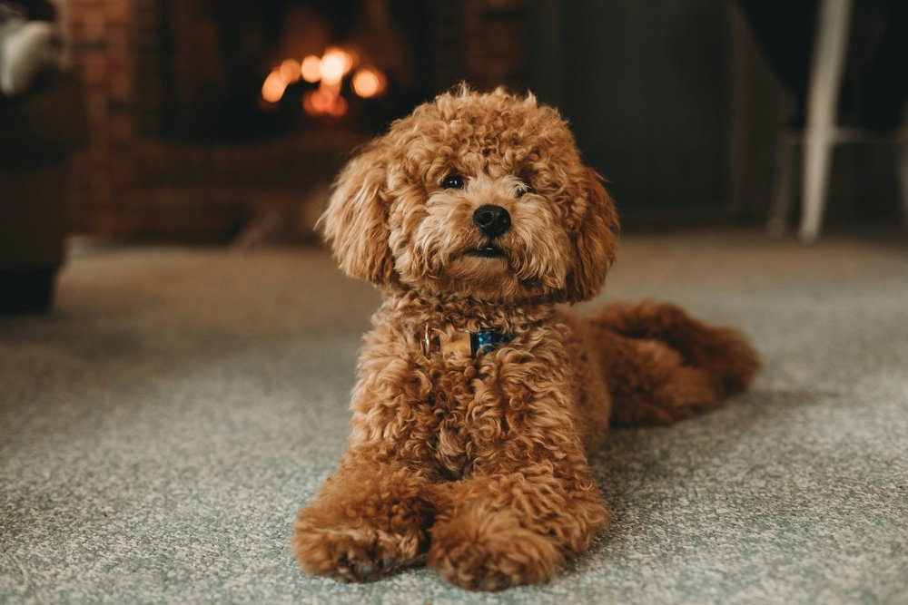 Meet the New York Knicks Players and Their Adorable Dogs Meet the New York Knicks Players and Their Adorable Dogs