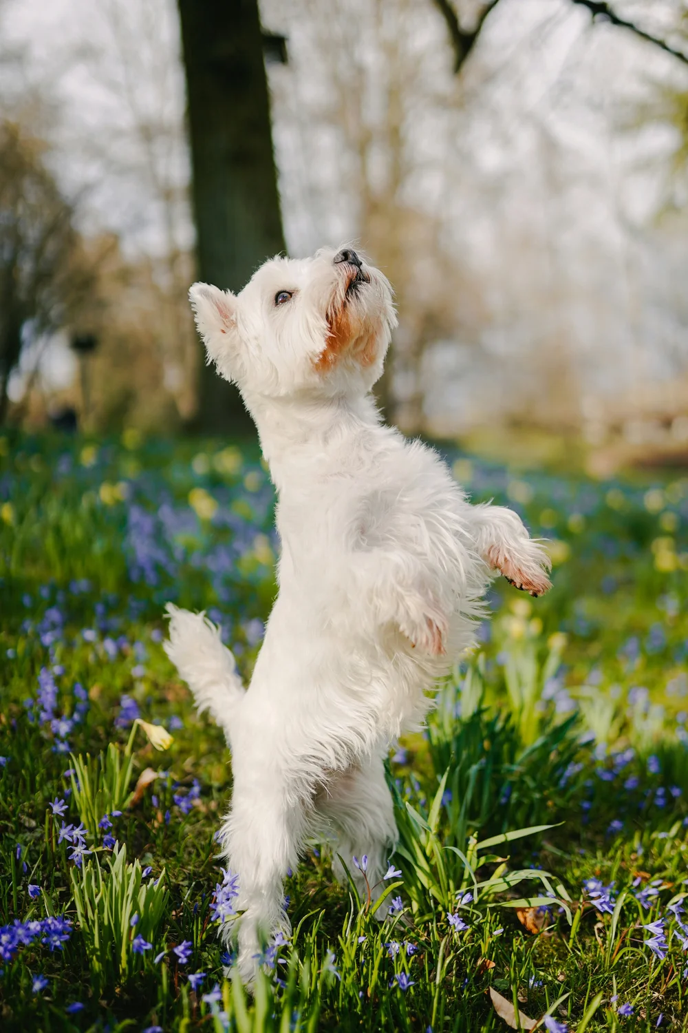 The Definitive Ranking of Dog-Themed Songs