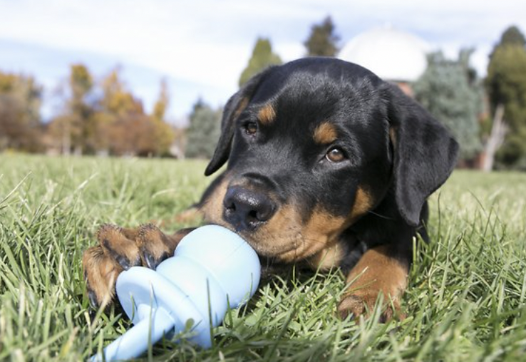Whats Best For Teething Puppies