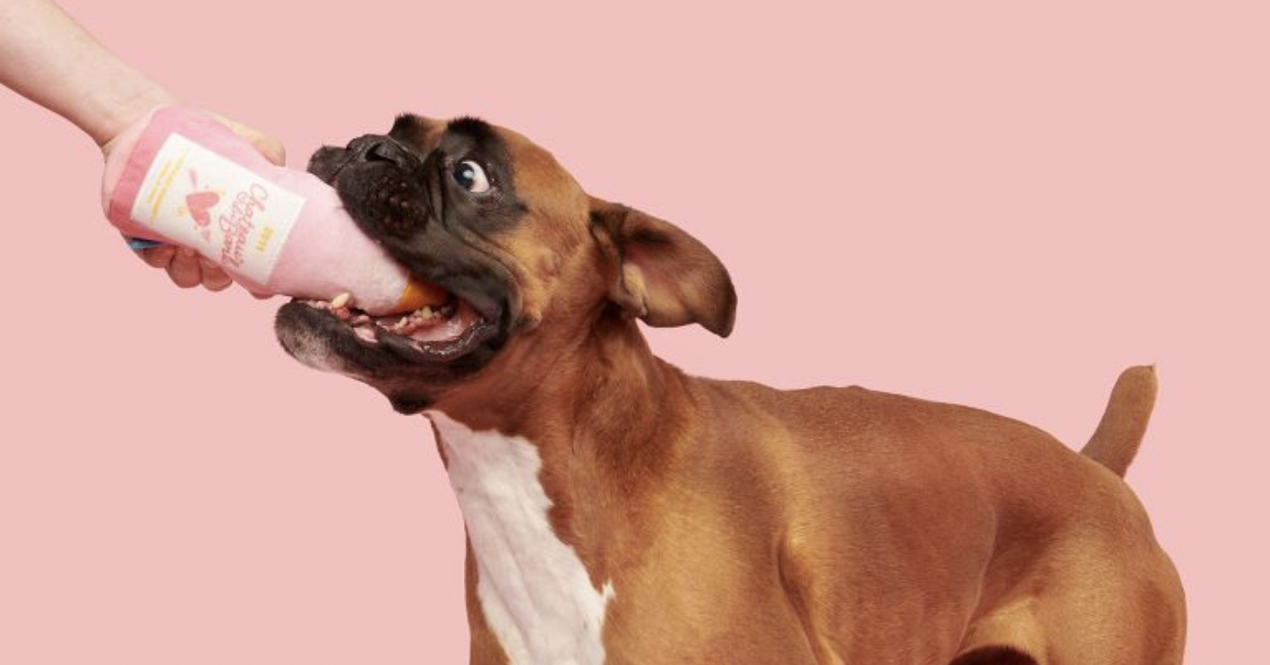 10 Unique Valentine's Day Presents For Dogs 