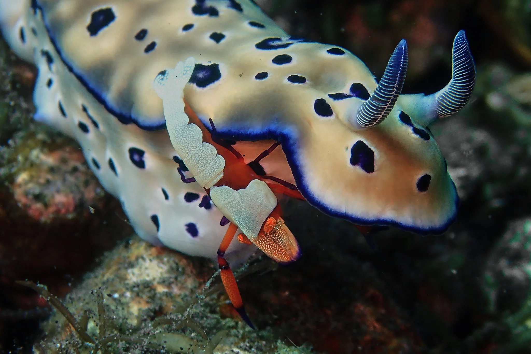 amed.underwater.leestarnes.01.jpg