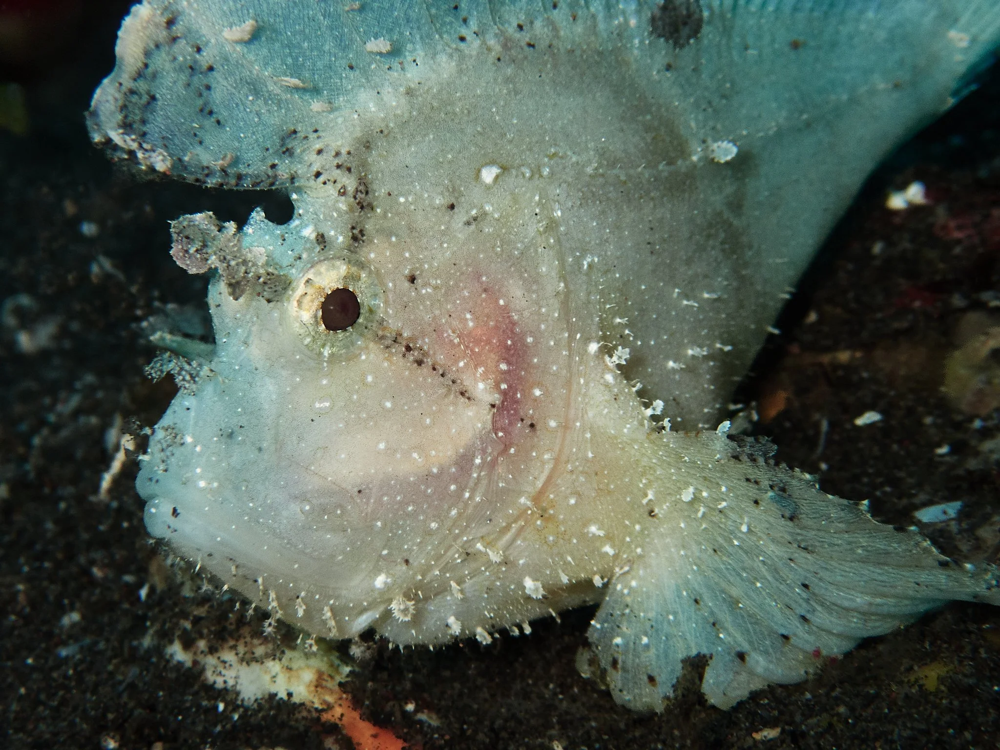 amed.underwater.leestarnes.03.jpg
