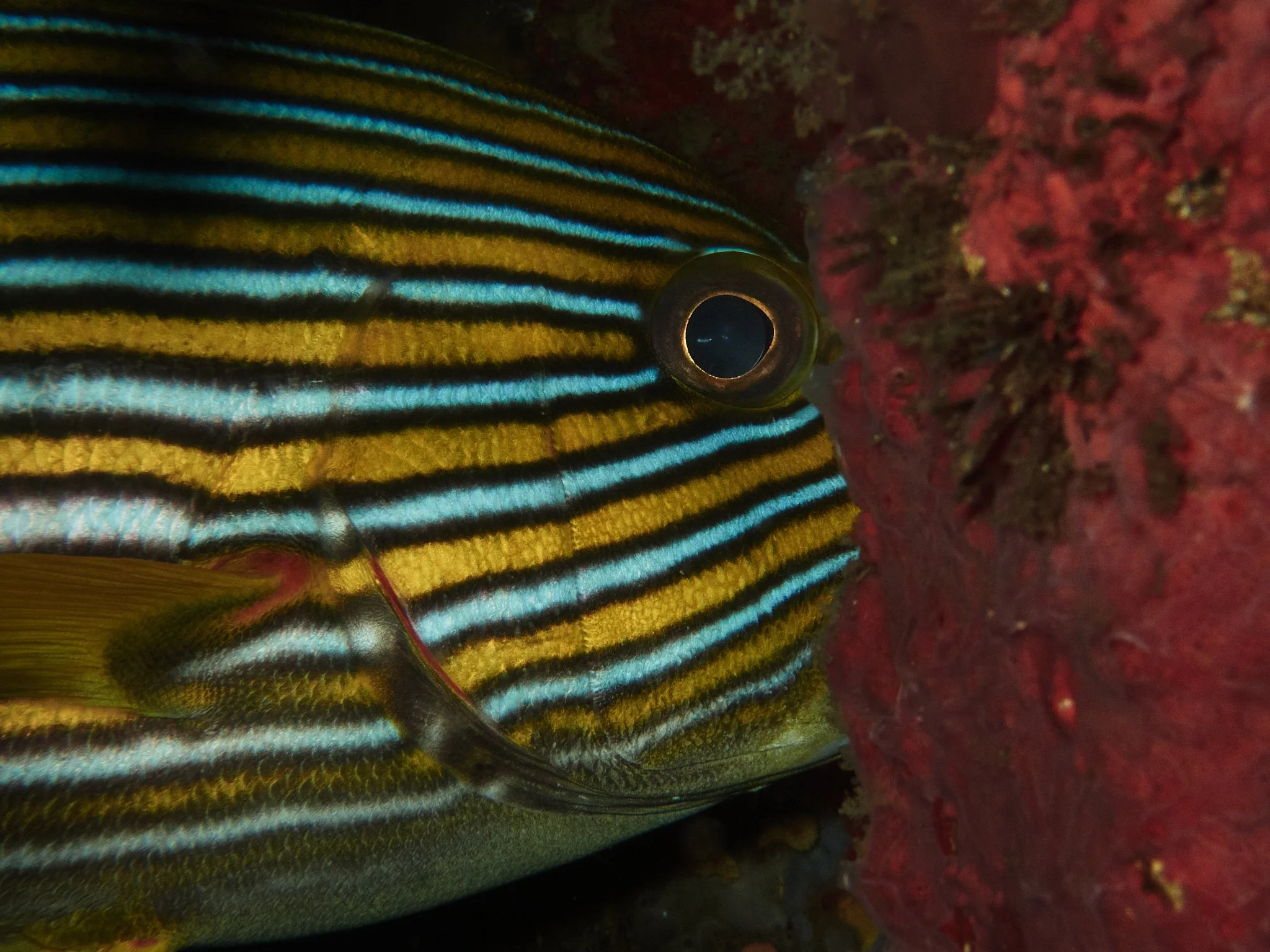 amed.underwater.leestarnes.05.jpg