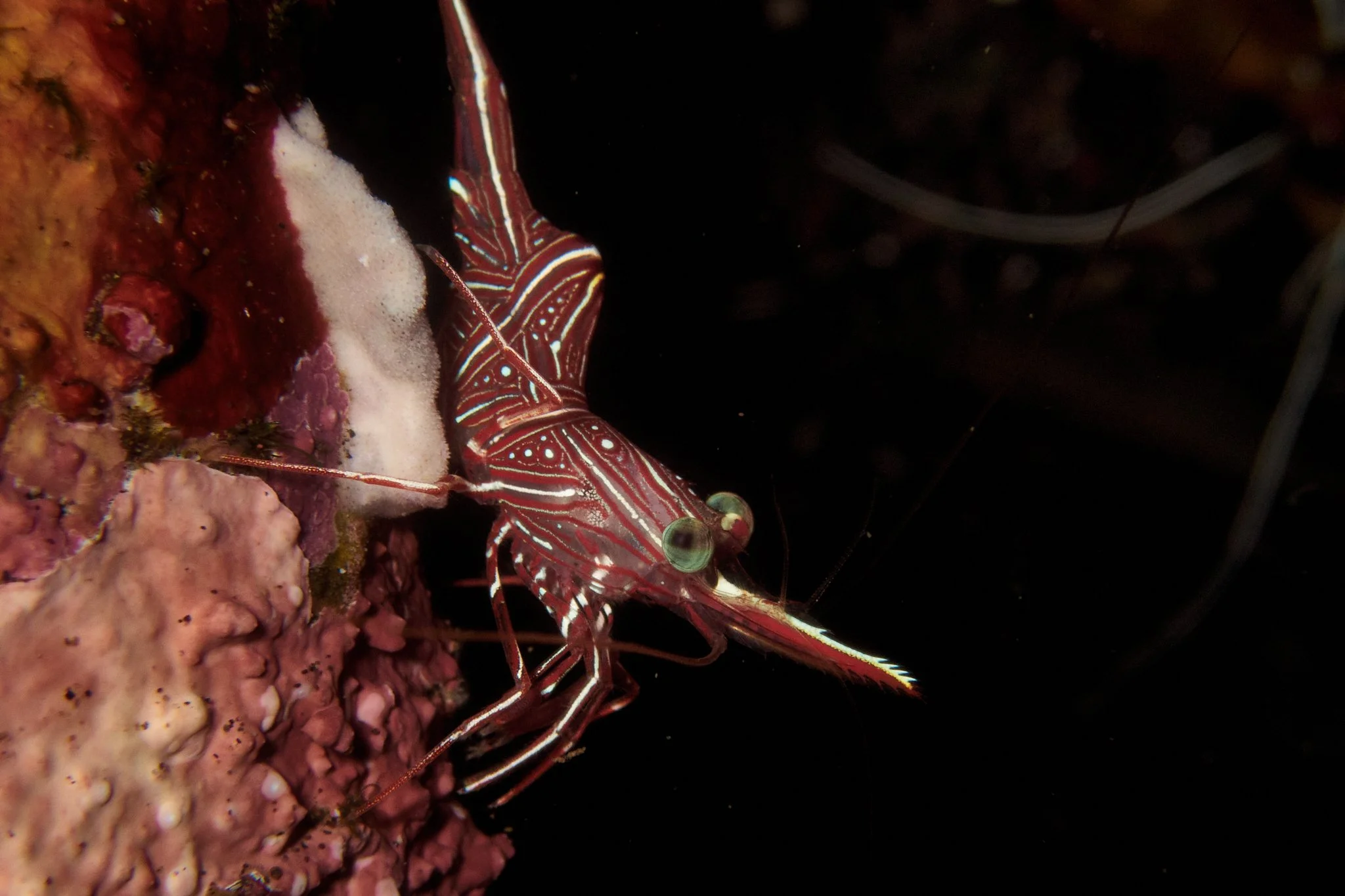 amed.underwater.leestarnes.07.jpg