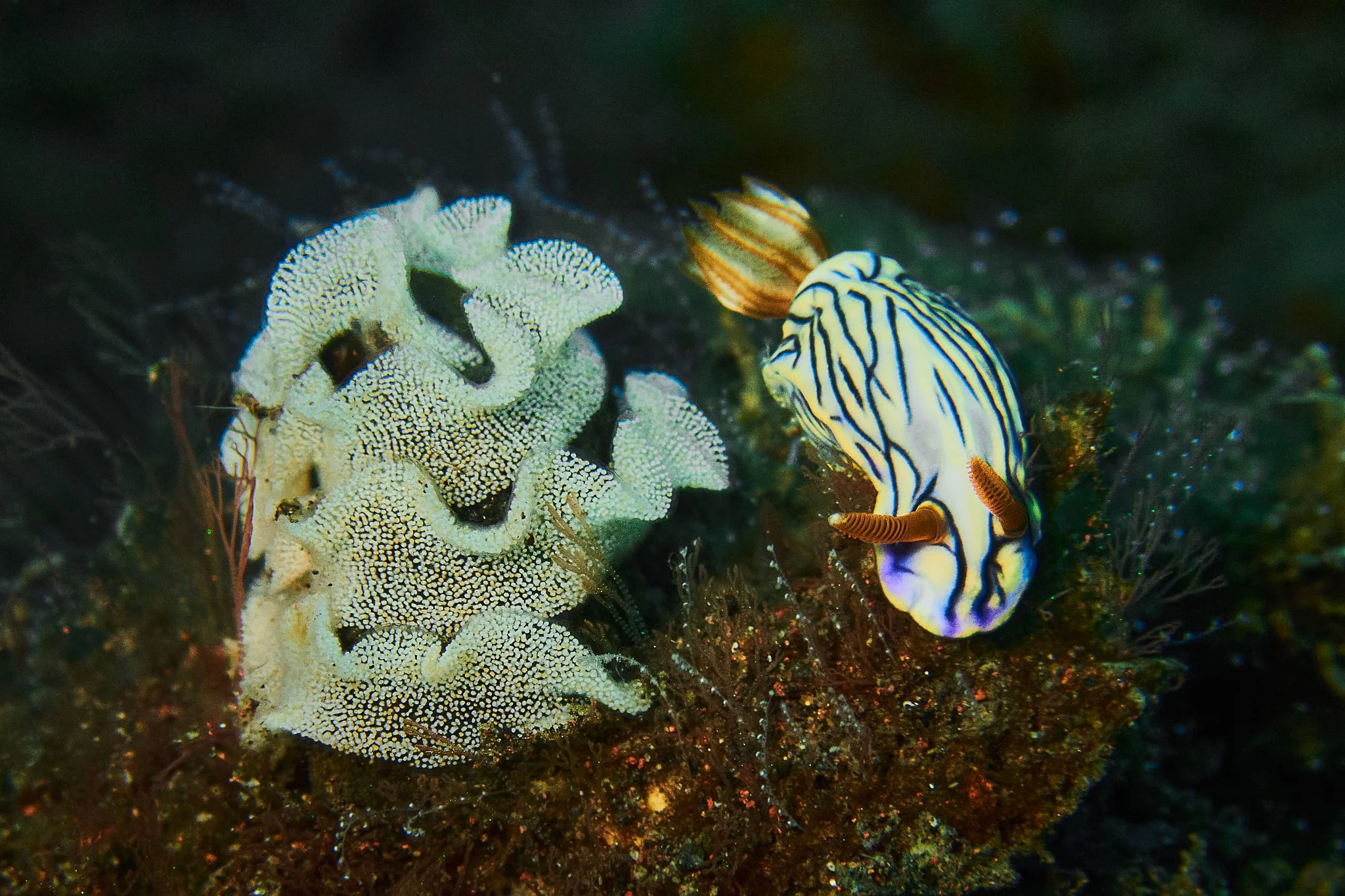 amed.underwater.leestarnes.16.jpg