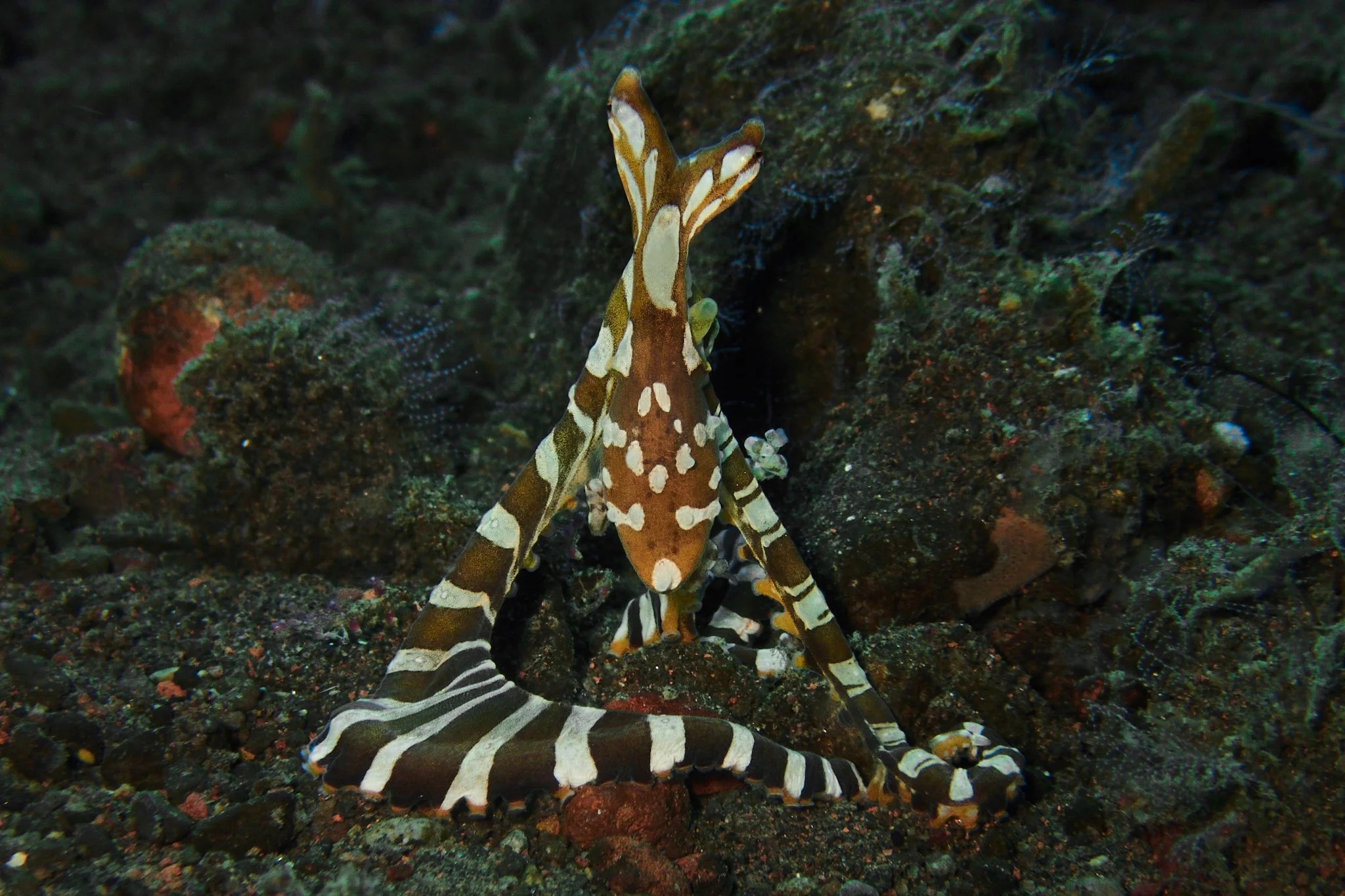 amed.underwater.leestarnes.17.jpg