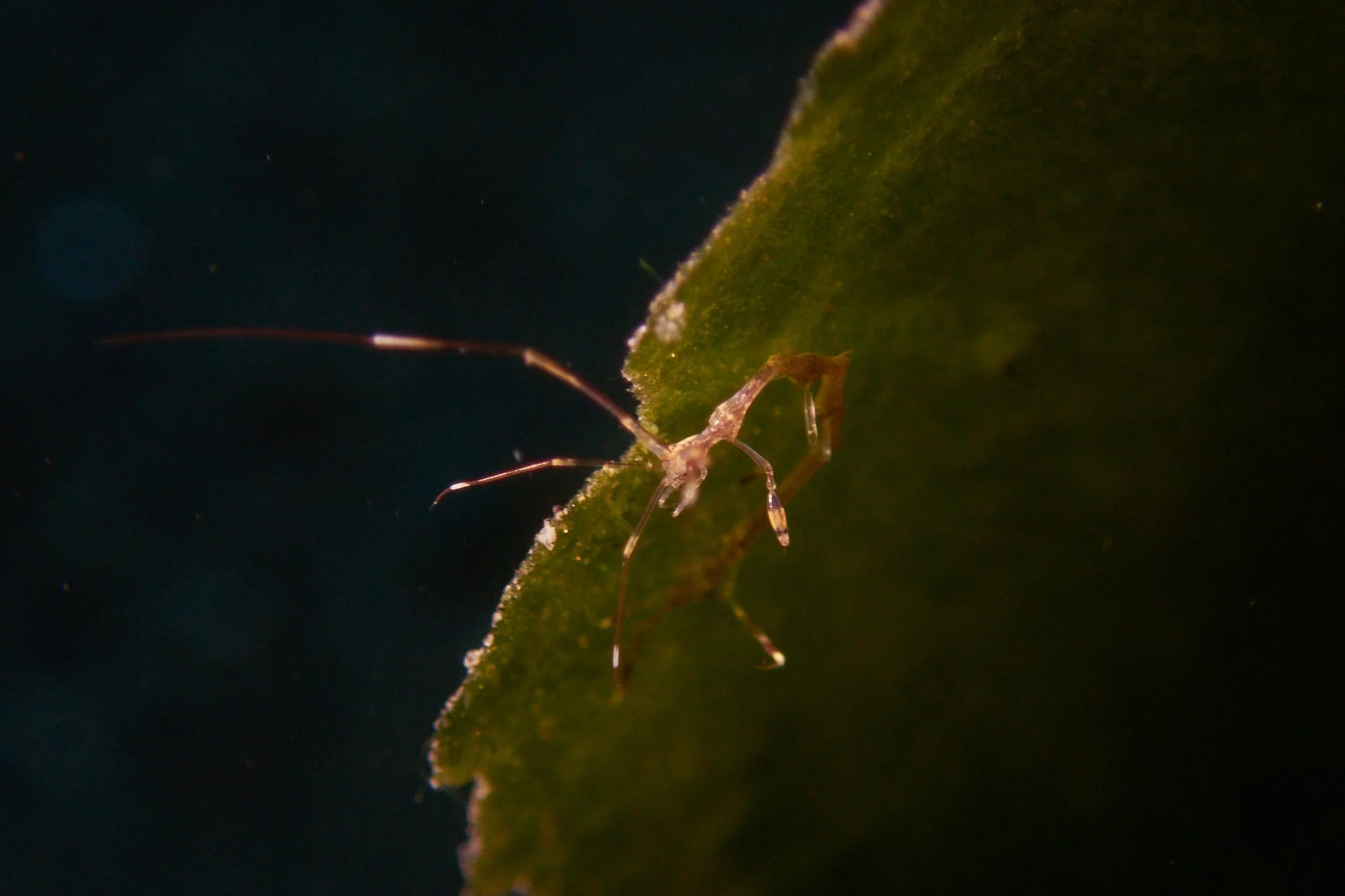 amed.underwater.leestarnes.18.jpg