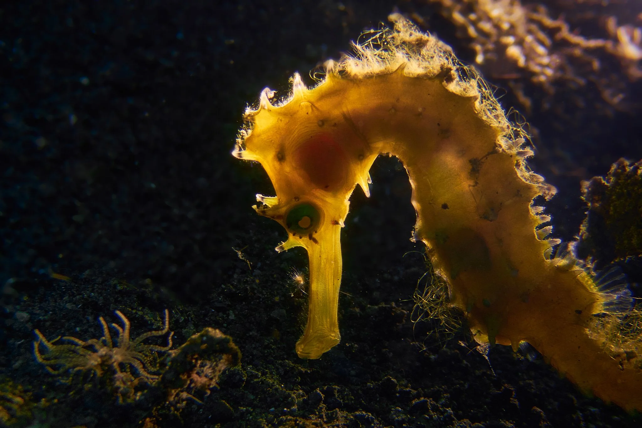 amed.underwater.leestarnes.24.jpg