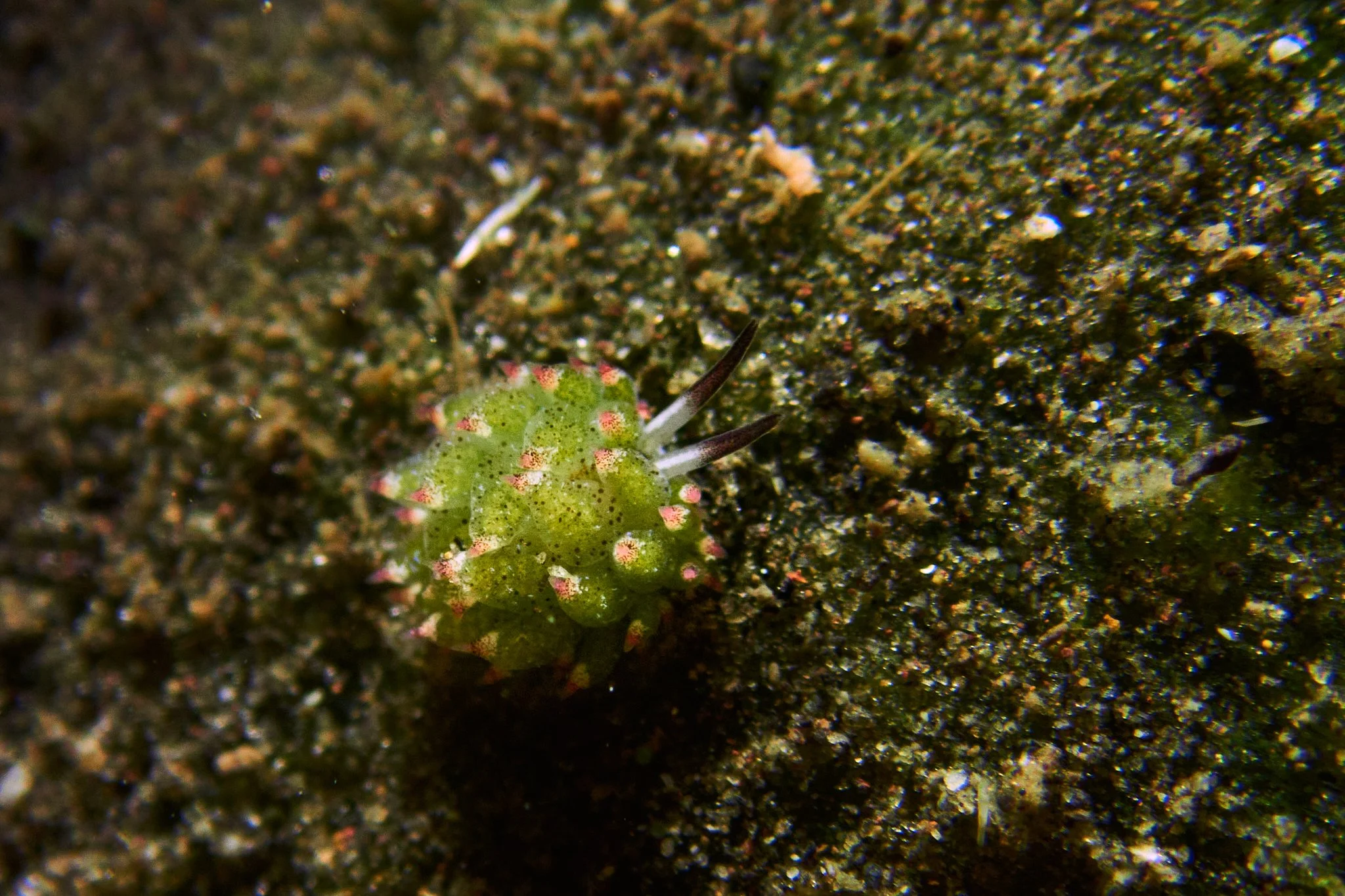 amed.underwater.leestarnes.26.jpg