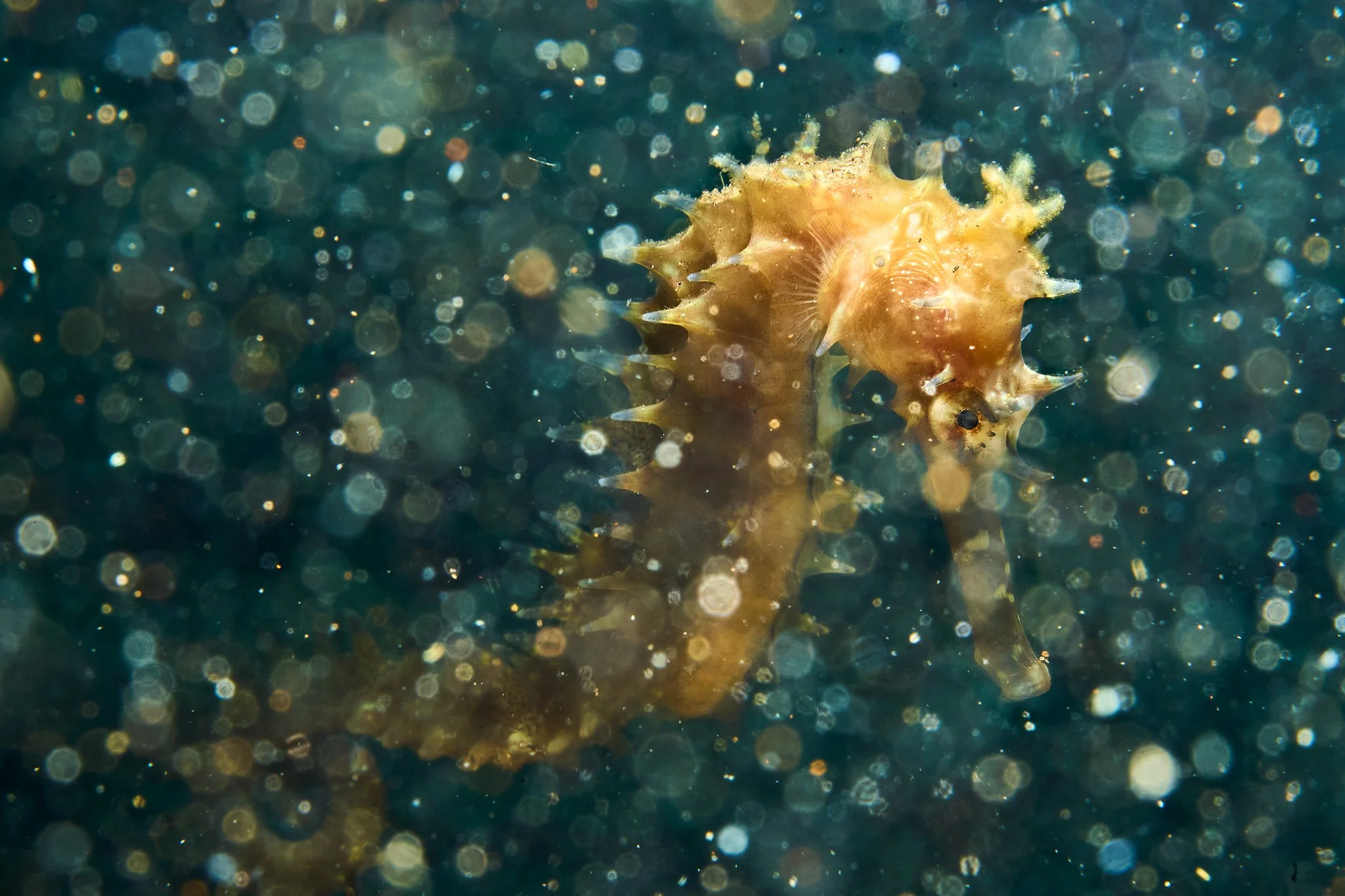  Thorny Seahorse 