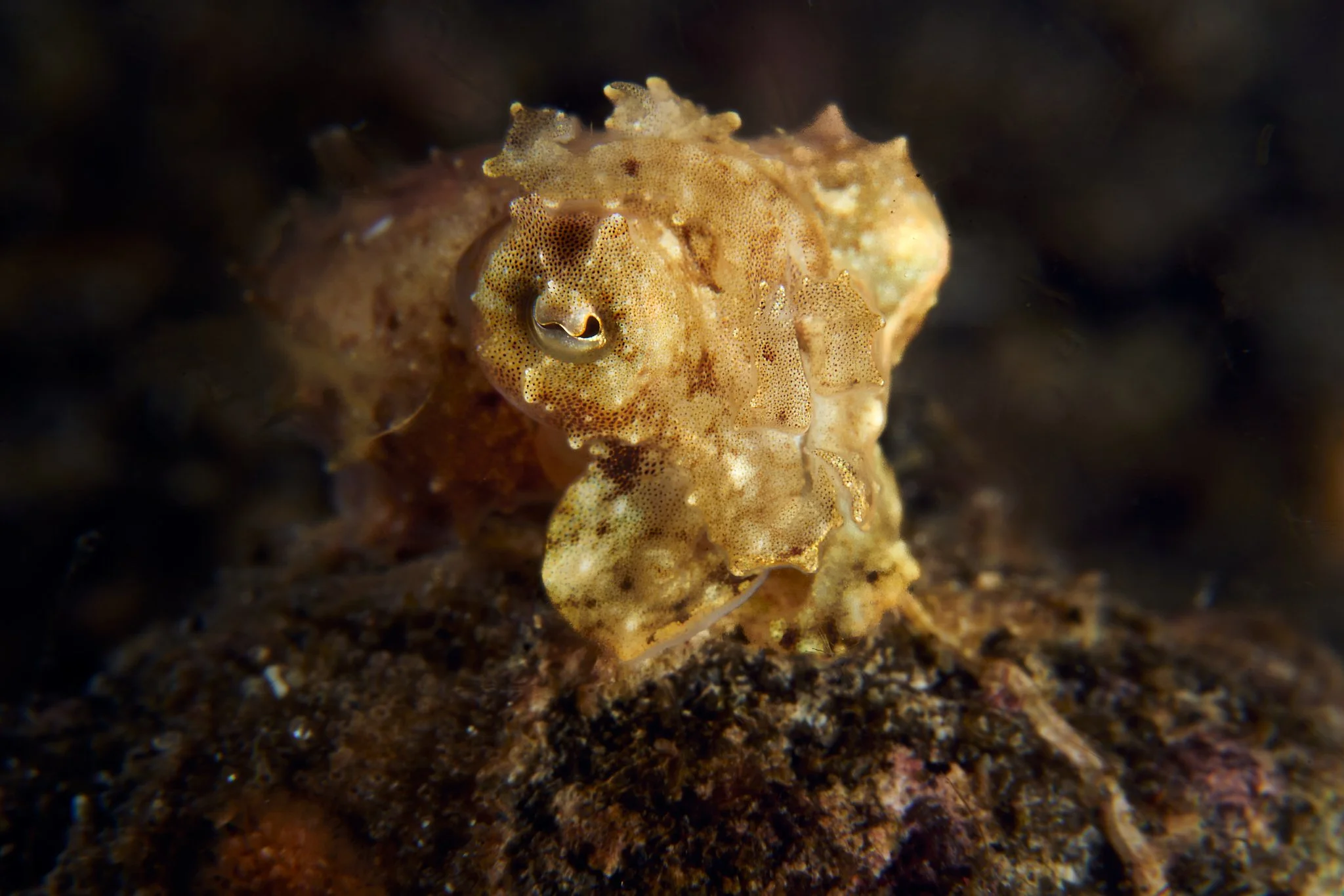 Close-up of a cuttlefish's textured, mottled tan-and-gold face and lure, perched on a coral head, Alor, Indonesia. Photographed by Lee Starnes