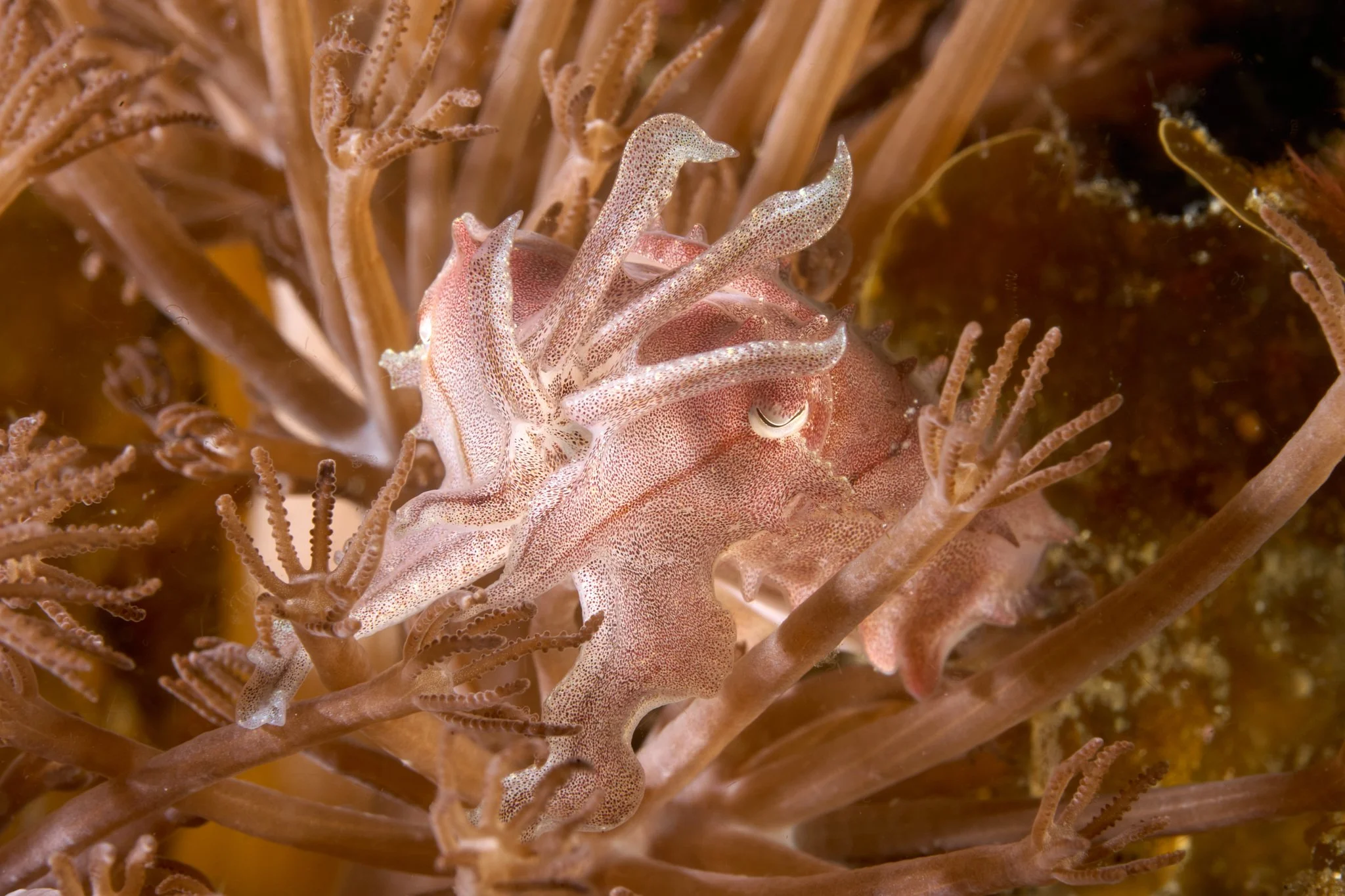 A small pink and white speckled cuttlefish hides and mimics xenia coral tentacles, photographed by underwater photographer Lee Starnes.