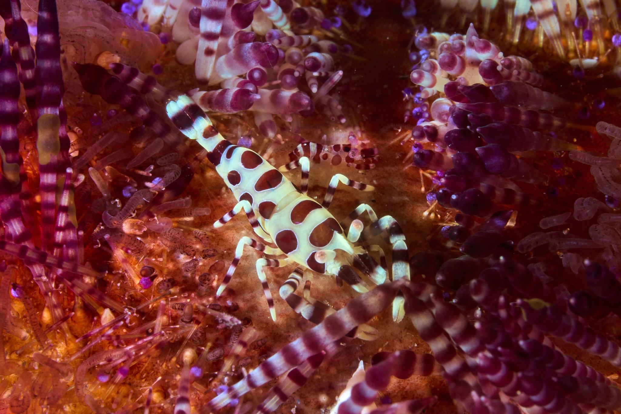 Coleman shrimp on the purple-tipped spines of a fire urchin, shot by Lee Starnes, an underwater photographer based in Vietnam.