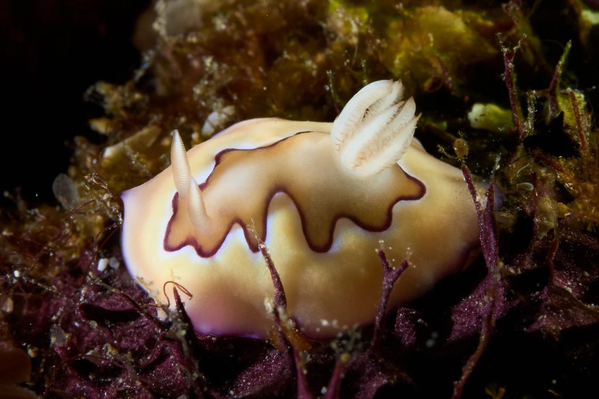 Goniobranchus Coi sits atop red algae in Alor, Indonesia. Photographed by underwater photographer Lee Starnes