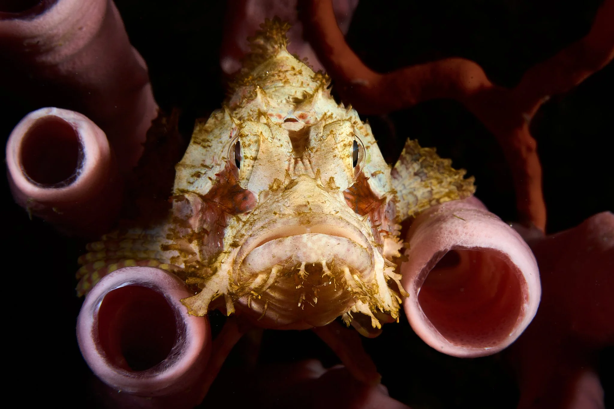 a cream coloured scorpion fish hides among tube sponges in Alor, Indonesia photographed by lee starnes