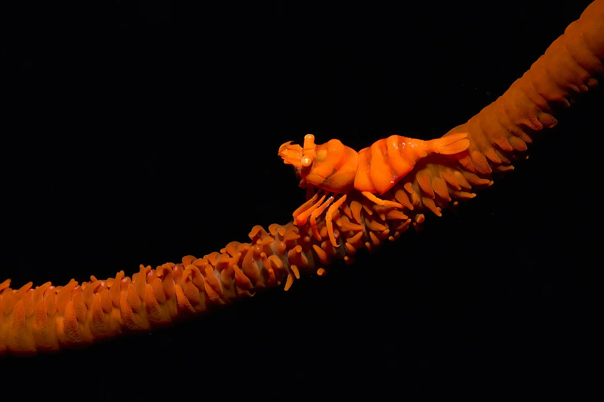 clean graphic image of an orange whip coral shrimp shot by underwater photographer Lee Starnes